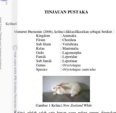 Gambar 1 Kelinci New Zealand White 