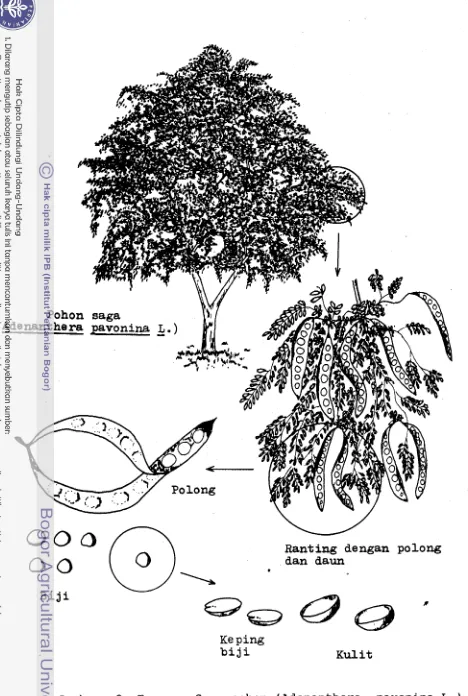 Gambar 2. Tanaman Saga pohon (Adenanthera pavonina 4.1 