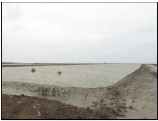 Gambar 7 Kondisi umum mangrove di dekat laut (sempadan pantai); (a) mangrove dibiarkan (ketebalan 10 – 20 m), (b) sempadan pantai jadi tambak (sumber: Dokumentasi pribadi 2012)