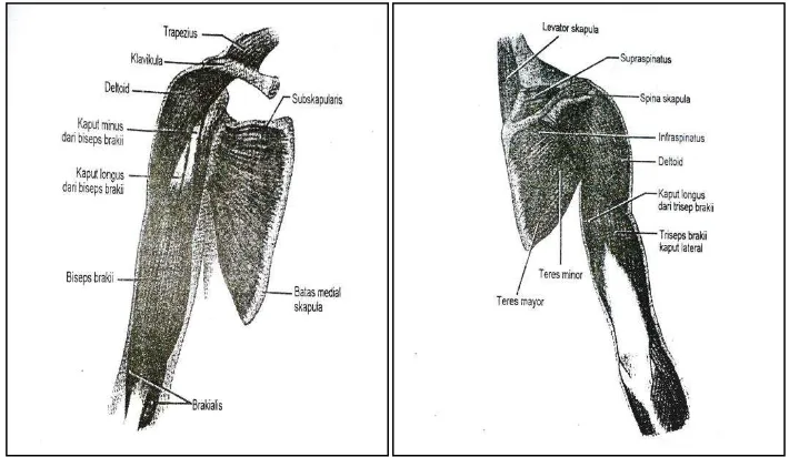 Gambar 2.4 Otot-otot bahu kanan dan lengan atas 