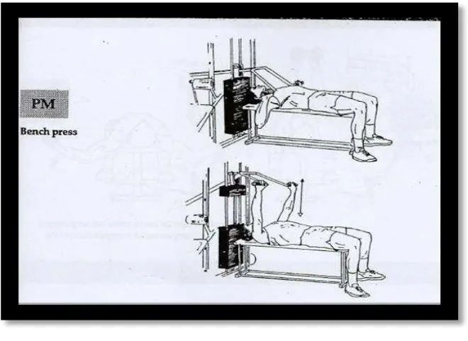 Gambar: 2.5 Machine Bench Press Sumber: Thomas R. Baechle. Rocer W. Earle (145:2000) 