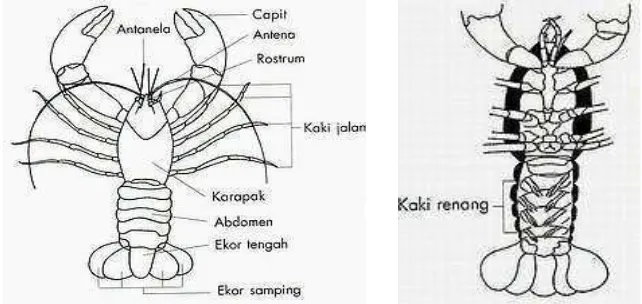 Gambar 2. Morfologi Lobster Air Tawar (KPH Jember, 2006) 