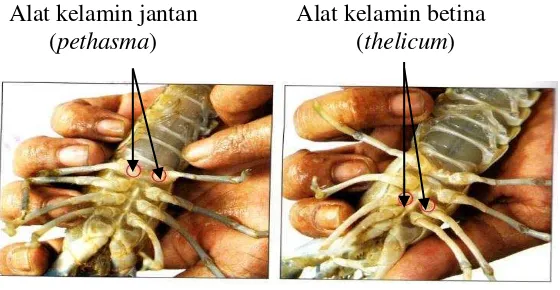 Gambar 3.  Perbedaan Alat Kelamin Jantan dan Betina      Lobster Air Tawar (Lukito dan Prayugo, 2007)