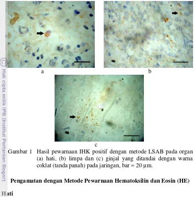 Gambar 1  Hasil pewarnaan IHK positif dengan metode LSAB pada organ   