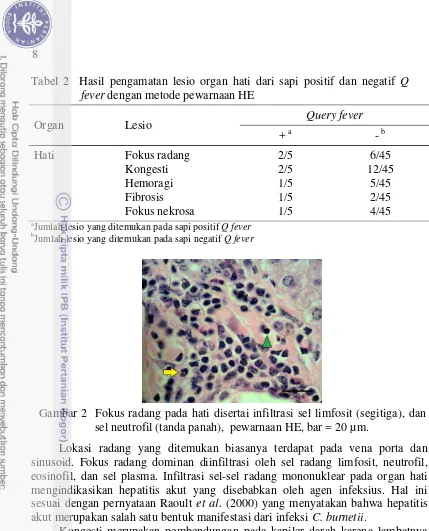 Tabel 2  Hasil pengamatan lesio organ hati dari sapi positif dan negatif Q 