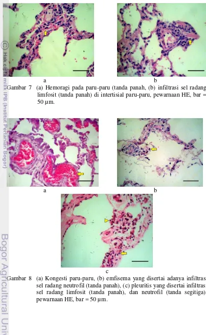 Gambar 7  (a) Hemoragi pada paru-paru (tanda panah, (b) infiltrasi sel radang 