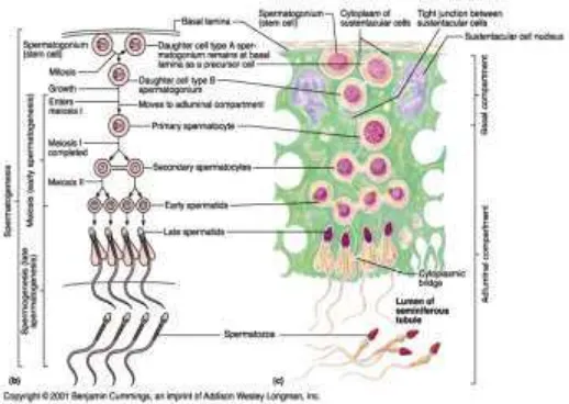 Gambar  3 . Spermatogenesis (Smith, et al., 2001) 