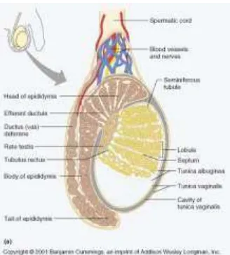 Gambar  1. Anatomi testis (Smith, et al., 2001) 