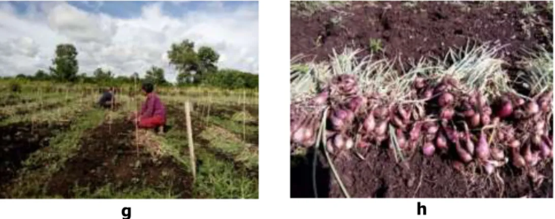 Gambar 3: (a) persiapan benih; (b) aplikasi ameliorant; (c) tanam; (d)  petumbuhan awal bawang merah; (e) penampakan petak percobaan  kegiatan penelitian; (f) pengamatan pertumbuhan; (g) panen; (h) hasil 