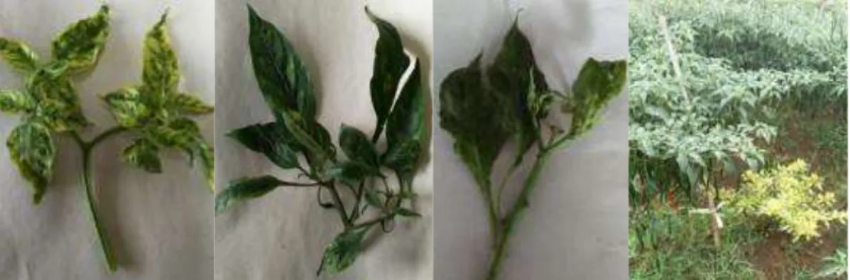 Gambar 4. Gejala tanaman cabai yang terserang virus 