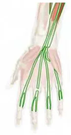 Figure 2.1.: Flexor digitorum sublimis muscle [3] 