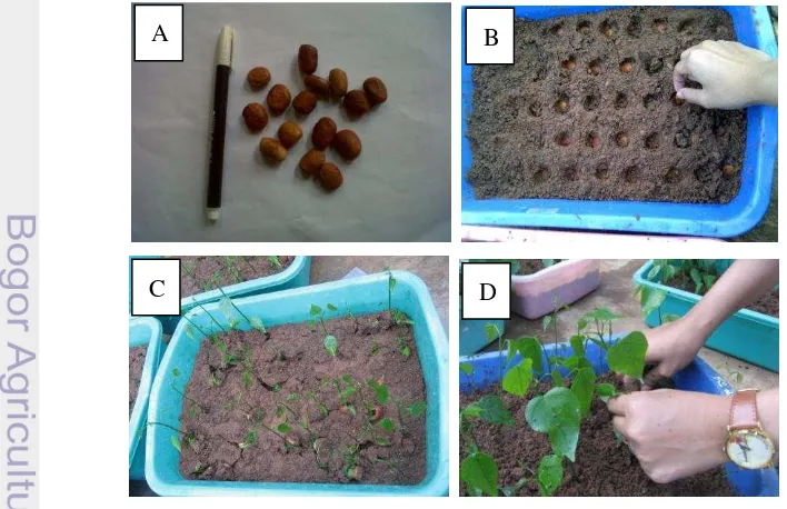 Gambar 2  Proses penyemaian benih dan penyapihan: benih malapari (A);  