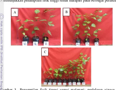 Gambar 3  Penampilan fisik tinggi semai malapari: perlakuan vinase (A); 