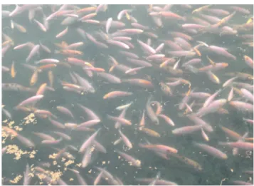 Gambar 2.2  Kolam Pembesaran Ikan Nila di Kecamatan Polanharjo 