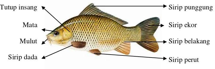 Gambar 4. Ikan mas (Cyprinus carpio) 