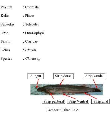 Gambar 2.  Ikan Lele 