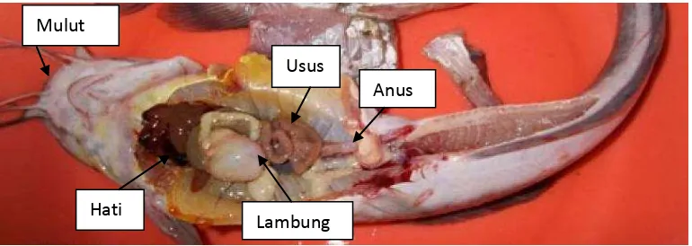 Gambar 3.  Sistem Pencernaan Ikan 