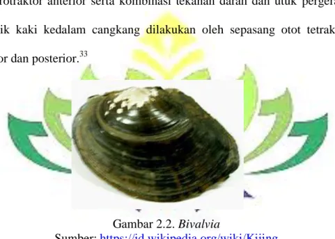Gambar 2.2. Bivalvia 
