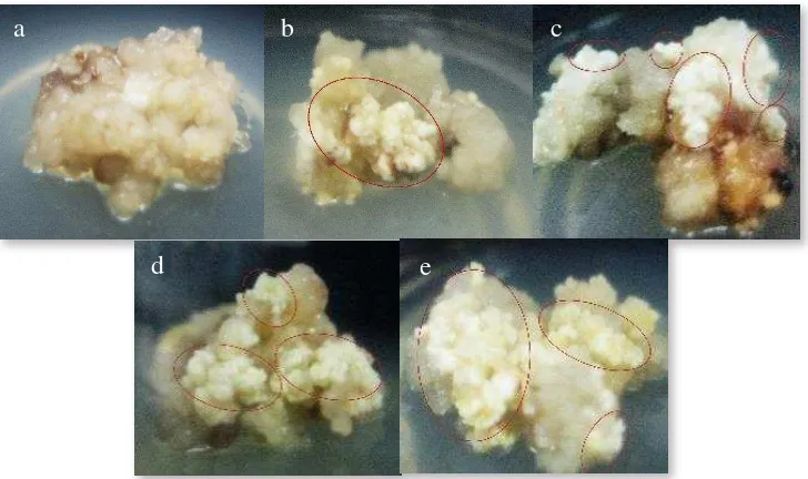 Gambar1. Penentuan skor pembentukan kalus embriogenik pada 8 MST.                   (a) skor 1 (tidak ada), (b) skor 2 (sedikit), (c) skor 3 (sedang), (d) skor 4                   (banyak), (e) skor 5 (sangat banyak) 