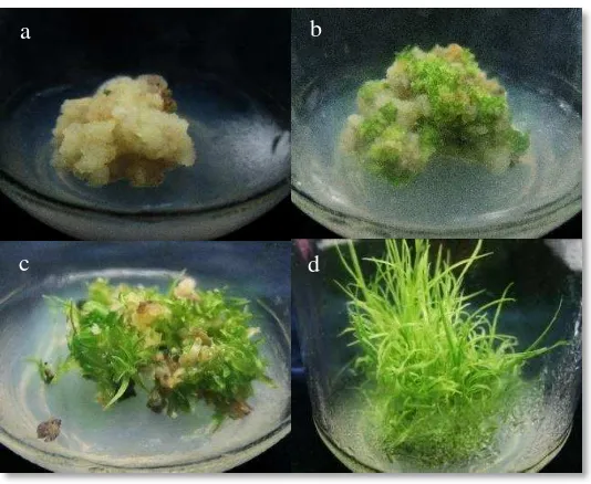 Gambar 2. Penetuan skor induksi tunas 4 level.  (a) skor 1 (tidak ada tunas), (b)                    skor 2 (membentuk calon tunas), (c) skor 3 (membentuk tunas ukuran                    kecil), (d) skor 4 (membentuk tunas besar) 