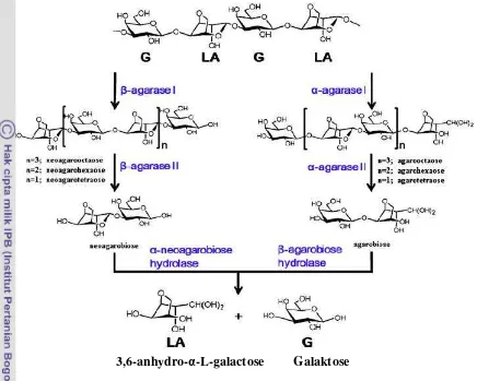 Gambar 2. Mekanisme hidrolisis dari enzim agarase 