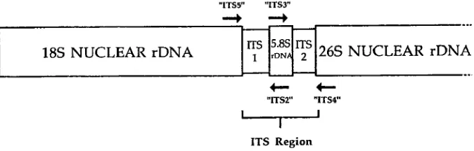 Gambar 3. Posisi ITS pada ribosomal DNA (rDNA) 