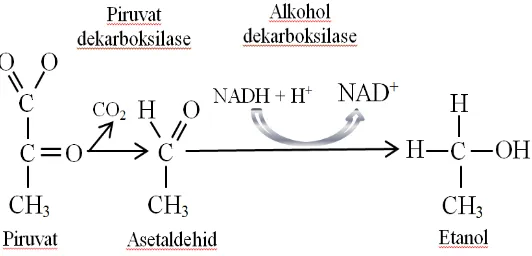 Gambar 1  Reaksi konversi piruvat menjadi etanol (Crueger dan Anneliese 1984) 