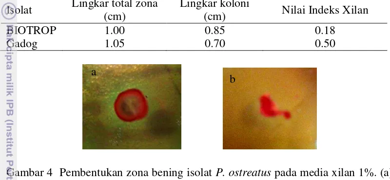 Gambar 4  Pembentukan zona bening isolat P. ostreatus pada media xilan 1%. (a) 