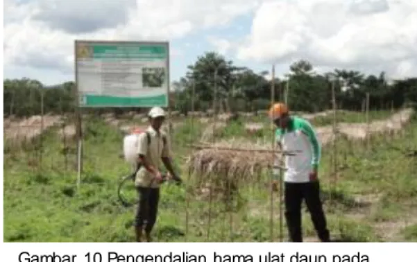 Gambar 10.Pengendalian hama ulat daun pada  jeruk dengan menggunakan pestisida dgn bahan  aktif sipermetrin 