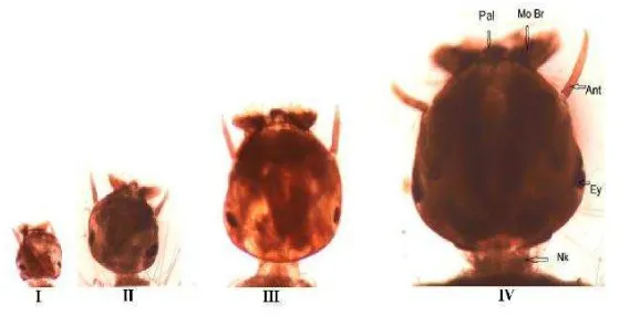 Gambar 5. Perbandingan panjang abdomen instar I-IV dengan perbesaran 108x ( Sumber : Bar dan Andrew, 2013) 