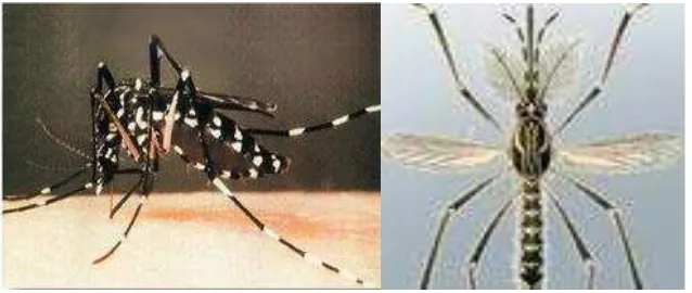 Gambar 8. Aedes aegypti dewasa ( Sumber : Supartha, 2008 ) 