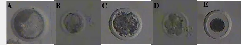 Gambar 3 Gambaran mikroskopik embrio kualitas 1 sampai 4 dan sel telur tidak terbuahi (UF)