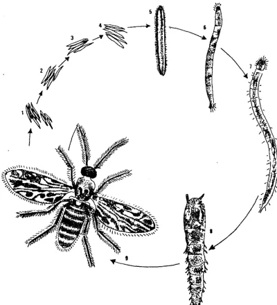 Gambar 1. Sik1us Hidup Cu1icoides sp. 