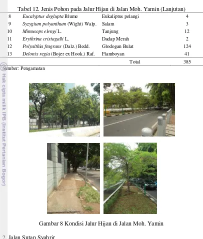 Tabel 12. Jenis Pohon pada Jalur Hijau di Jalan Moh. Yamin (Lanjutan) 