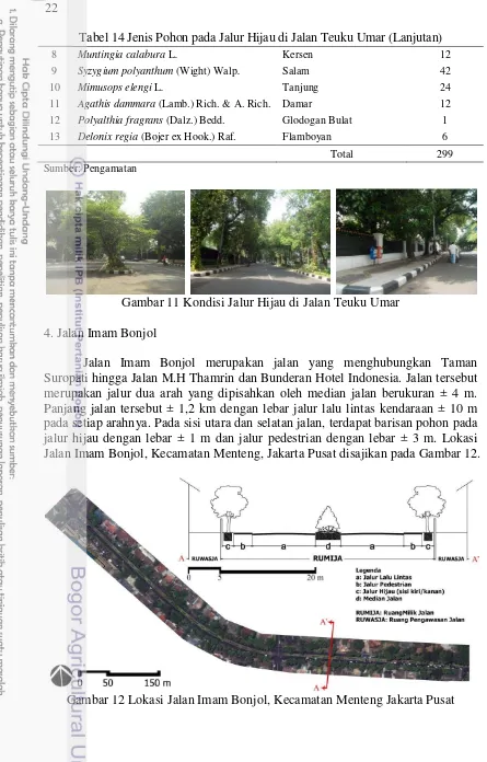 Tabel 14 Jenis Pohon pada Jalur Hijau di Jalan Teuku Umar (Lanjutan) 