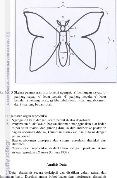 Gambar 3 Skema pengukuran morfometri ngengat: a) bentangan sayap; b) 