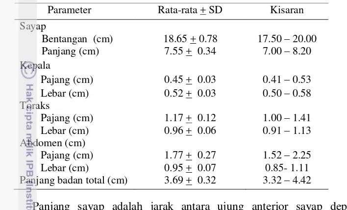 Tabel 1 Ukuran morfometri ngengat jantan A. atlas 