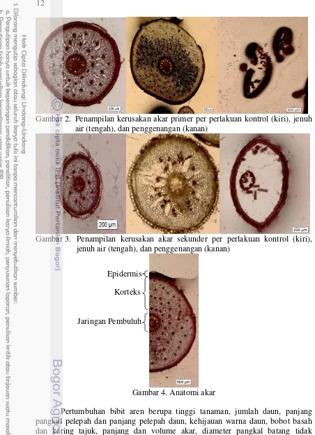 Gambar 2. Penampilan kerusakan akar primer per perlakuan kontrol (kiri), jenuh 