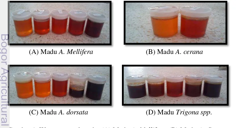 Gambar 1  Warna sampel madu, (A) Madu A. Mellifera, (B) Madu A. Cerana, 