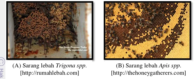 Gambar 6  Perbedaan sarang lebah, (A) Sarang lebah Trigona spp. dan (B) 