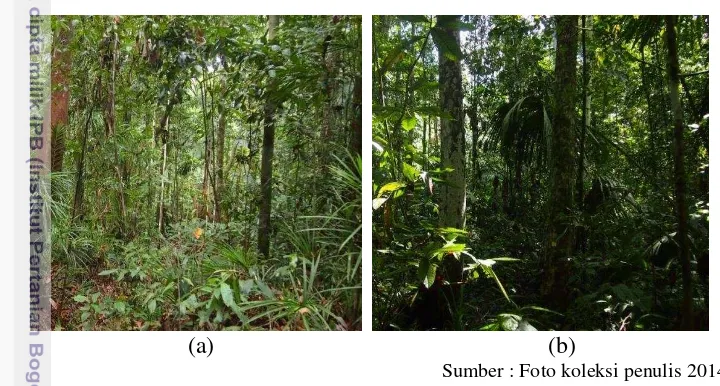 Gambar 2 Kondisi tegakan hutan, (a) Hutan primer, (b) Hutan sekunder 
