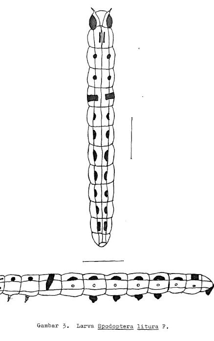 Gambar 3. Larva Spodootera l i t u r a  F. 