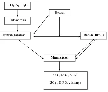Gambar 1. Proses mineralisasi bahan organik tanah (Goh, 1980) 