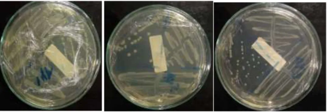 Gambar 1. Koloni Bakteri AY1, AY2, dan AY3 pada medium NA (kiri ke  kanan) (Dokumentasi Pribadi, 2017) 