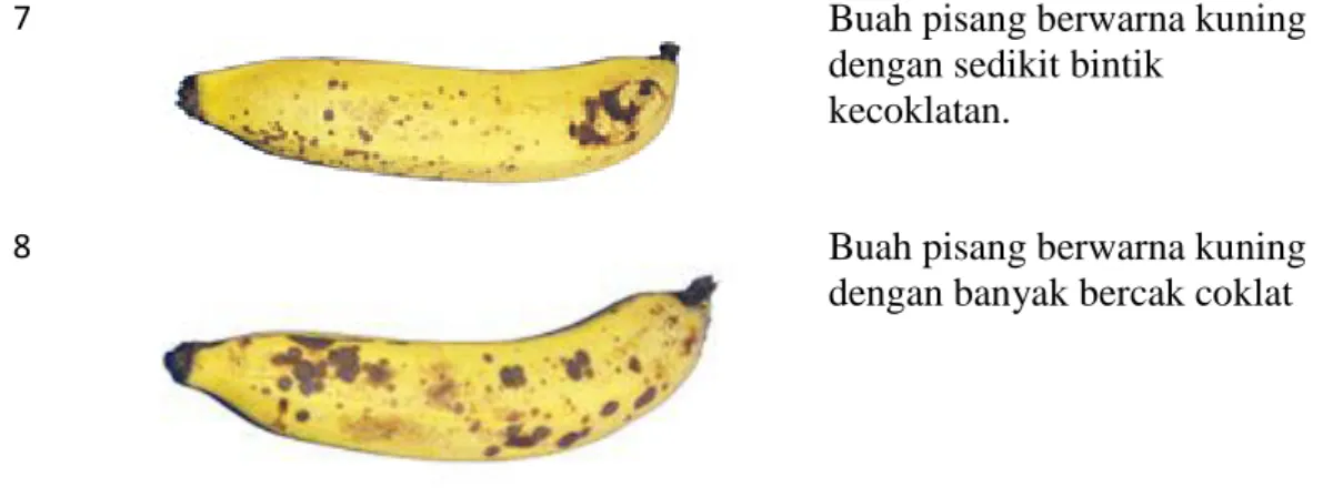 Tabel 5. Klasifikasi dan standar mutu pisang segar 