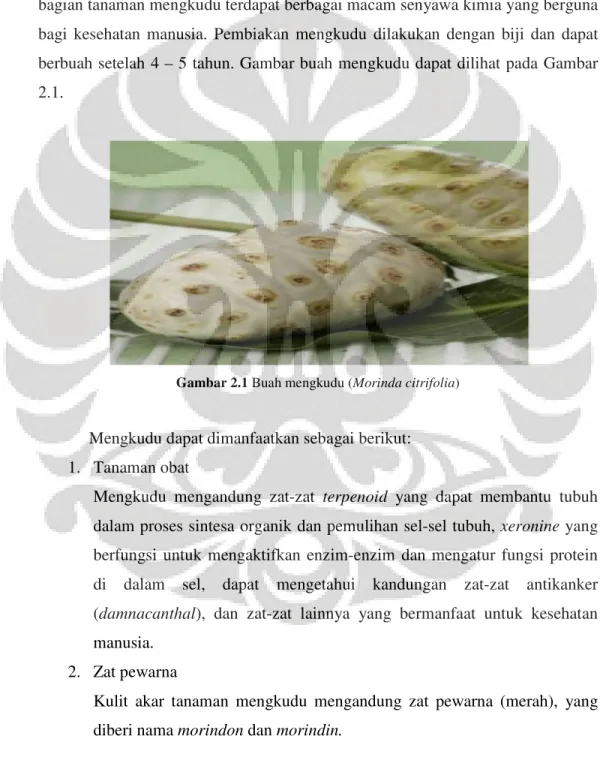 Gambar 2.1 Buah mengkudu (Morinda citrifolia) 
