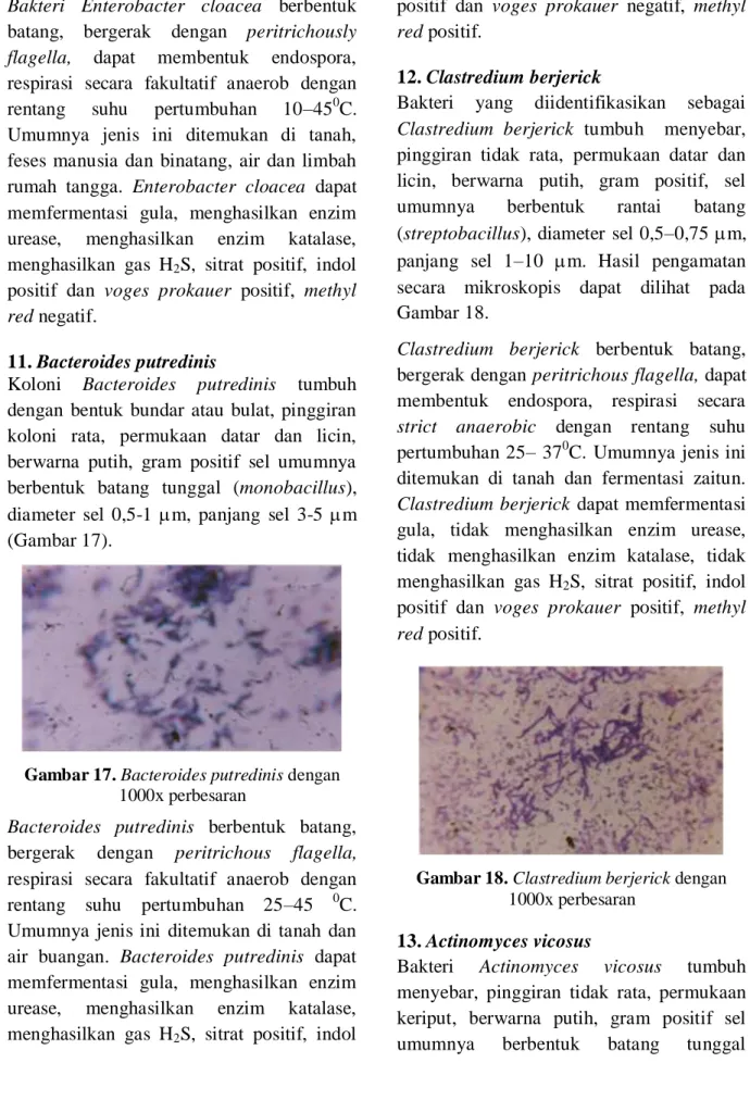 Gambar 17. Bacteroides putredinis dengan  1000x perbesaran 