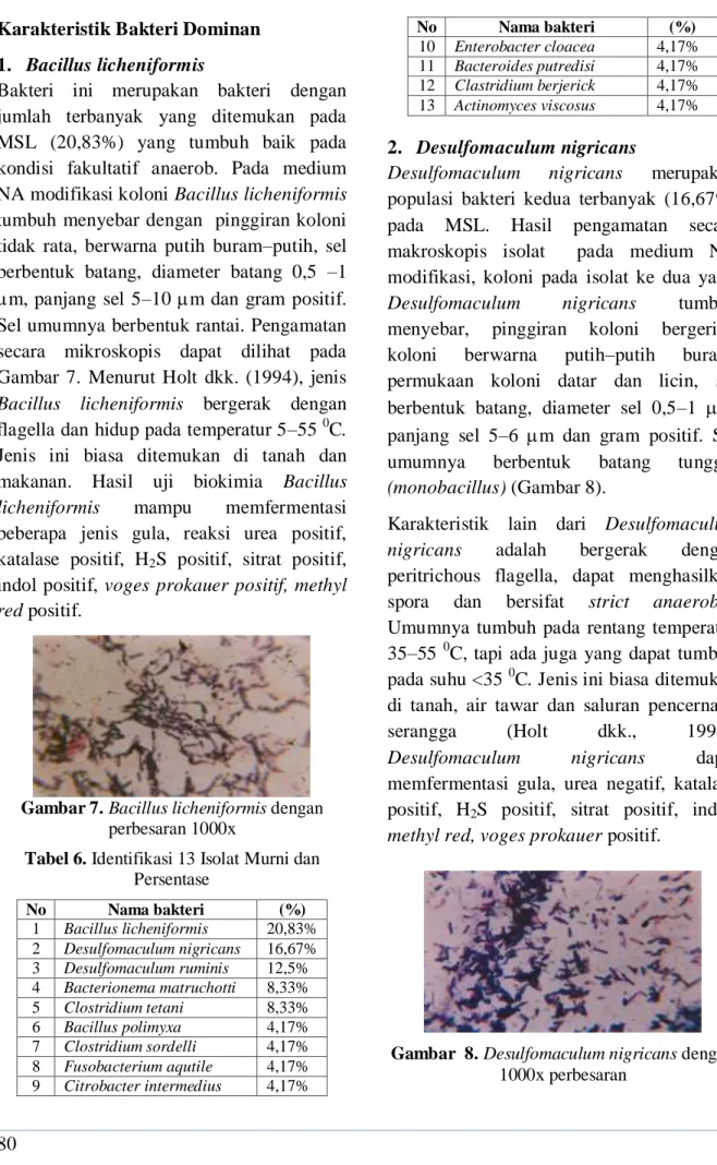 Gambar 7. Bacillus licheniformis dengan  perbesaran 1000x 