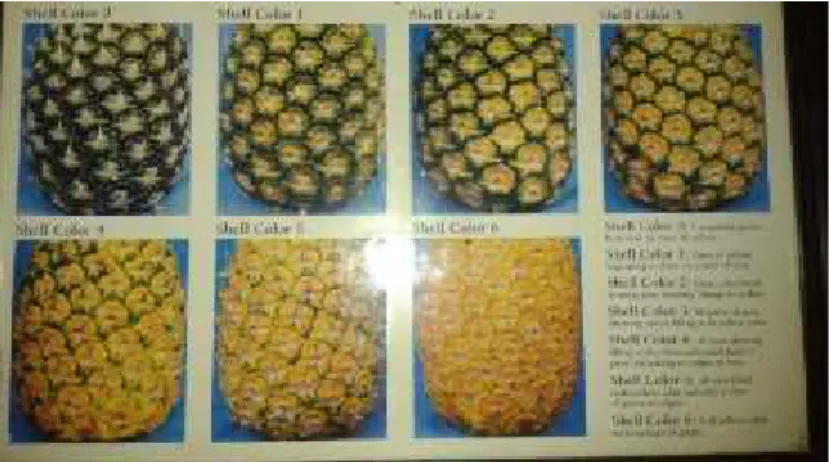 Gambar 1. Color guide (Delmonte Quality)