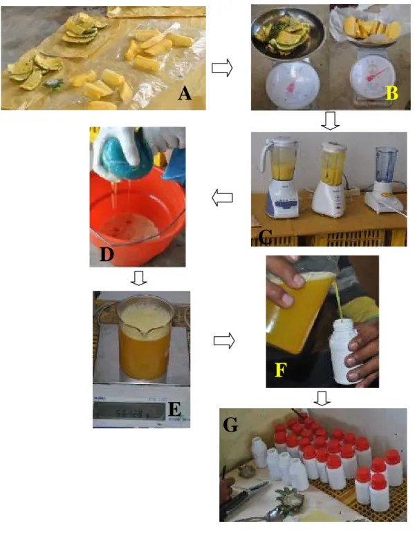 Gambar 5. Proses pengambilan juice buah (A) buah dibelah dan dipisahkan antara kulit  dan  daging  buahnya,  (B)  daging  dan  kulit  buah  ditimbang  (C) daging  buah  di  blender,  (D)  hasil  blender  disaring  dan  didapatkan juice nya, (E) juice buah 